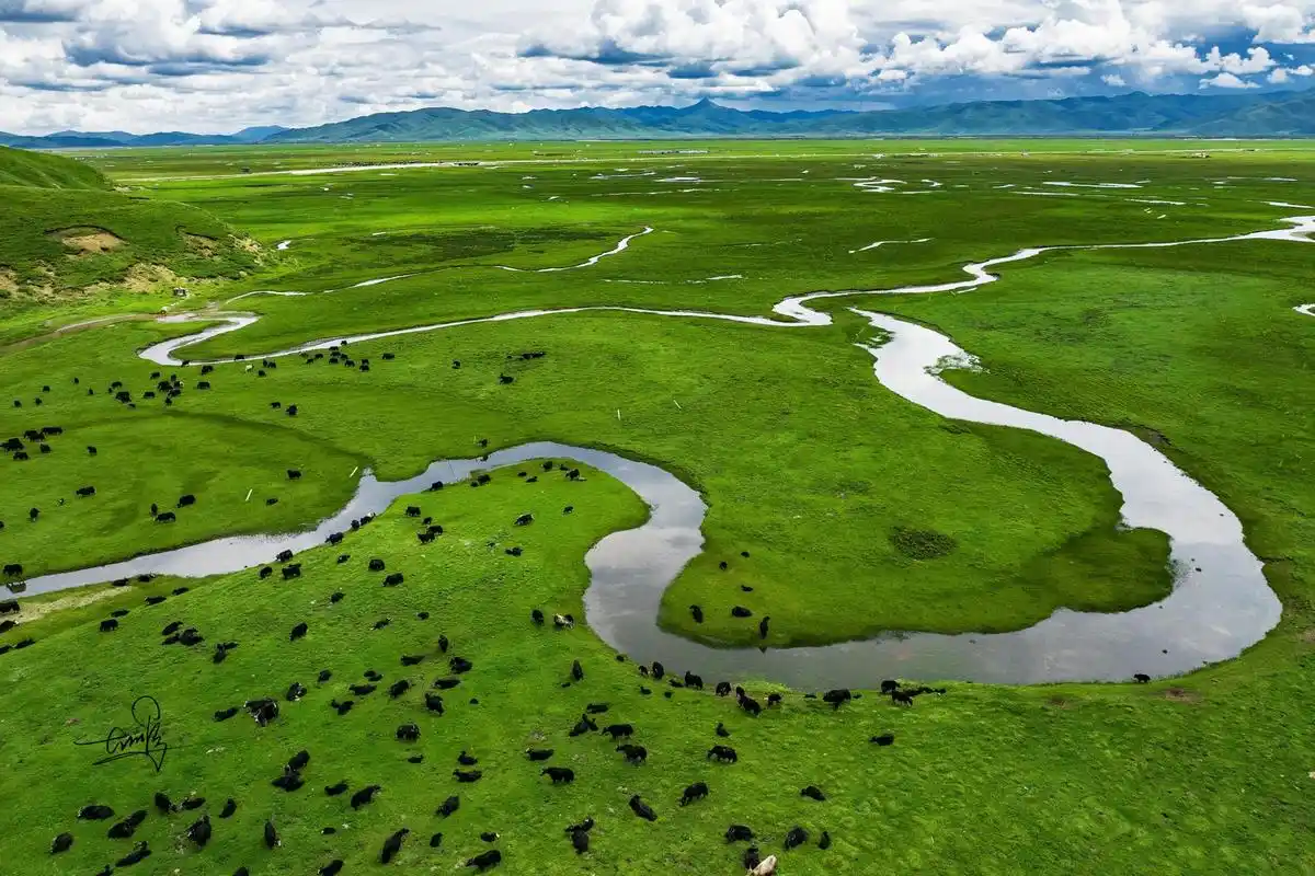 94甘南玛曲县阿万仓湿地公园 | 心灵的栖息地94  92站在观景