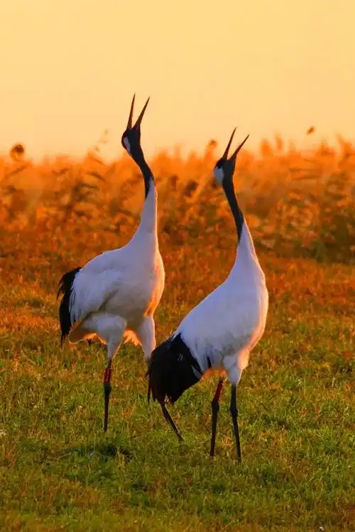 我悄悄地告诉你,民间传说中的仙鹤就是丹顶鹤.