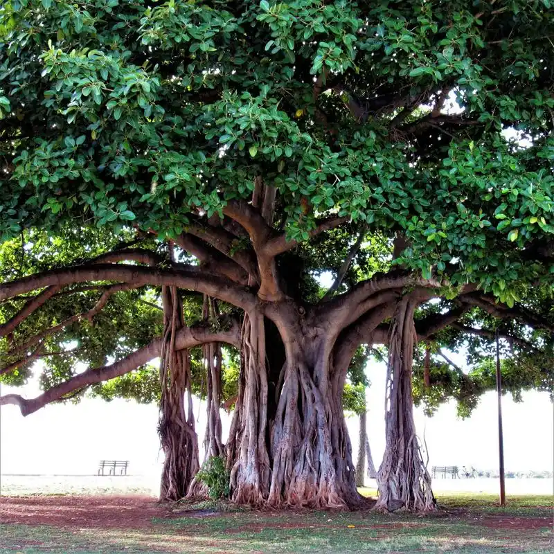 炎热的夏天,还是大榕树底下比较凉快.
