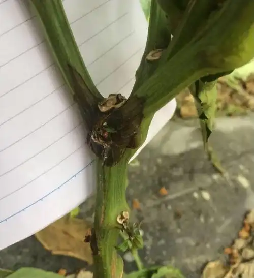 辣椒篇—防治快速流行性晚疫病———明迪!