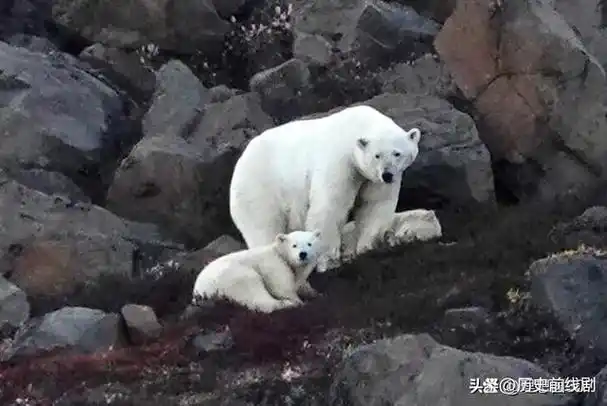 世界上最大岛屿格陵兰岛有什么呢为何被丹麦掌握才是最好的