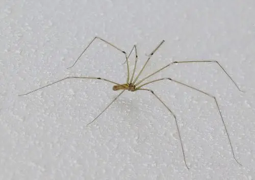 【蜘蛛图片】身小腿长的长脚蜘蛛(2)_虫宠图片_萌宠图片_秀宠网