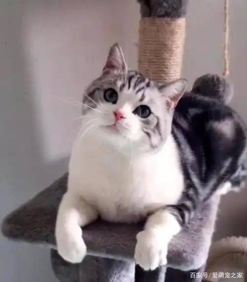 美国短毛猫多少钱一只?怎样挑选一只纯种的美短呢?