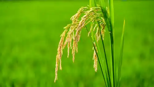 沉甸甸的稻穗 稻穗