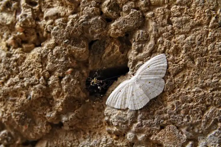 p>白蛾蜡蝉与堆蜡粉蚧皆属同翅目,前者为蛾蜡蝉科,后者为粉蚧科,主要