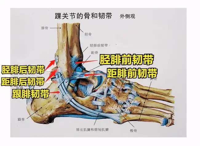 胫骨在小腿内侧,腓骨在小腿外侧,两个骨头并排走着,在踝关节处就像一