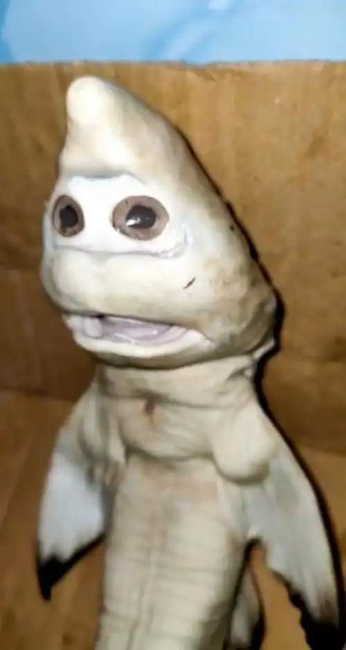 火鲛鲨鱼图片(67印尼捕获一条) - 赤虎壹号