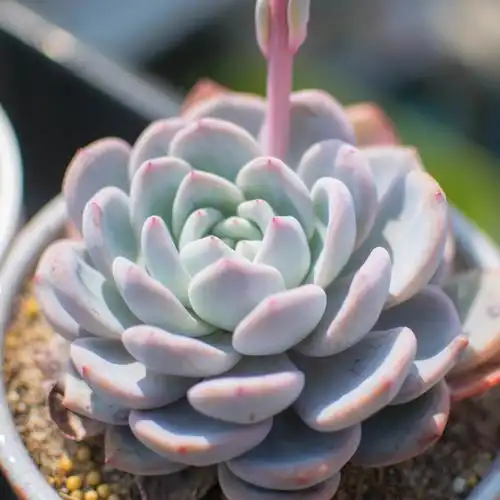 如何拍摄出高逼格好看的多肉植物照片?