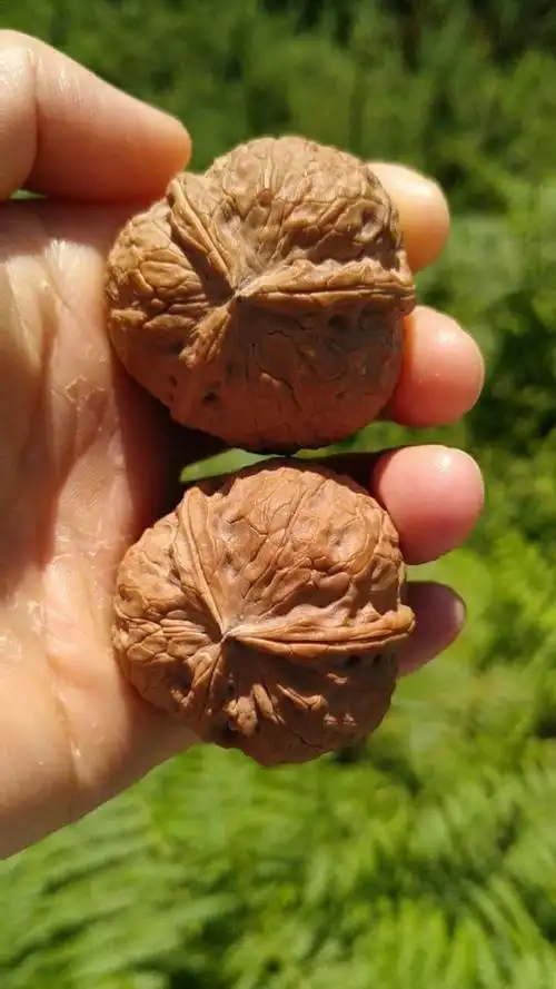 云南纯野生铁核桃异型三棱正奔