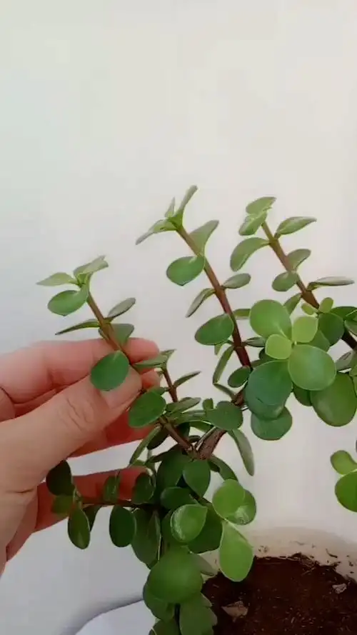 分享扦插金枝玉叶的总过程!