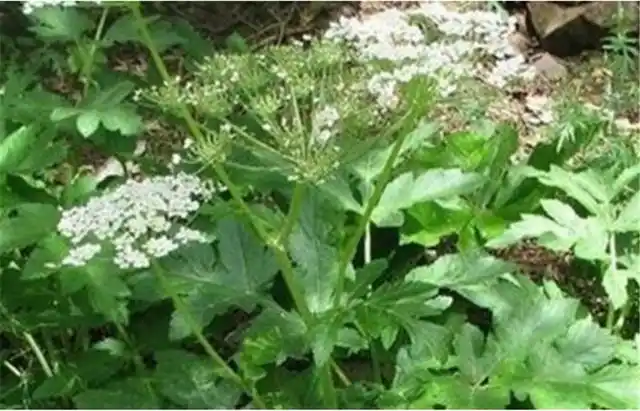 此物人称黑药生于山间野林农民误当杂草除掉如今只剩悔恨