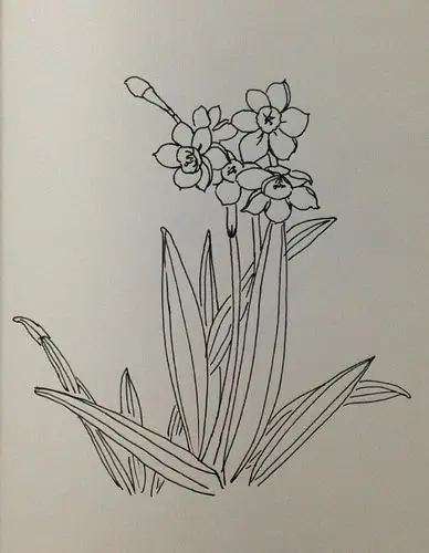 【钢笔花卉速写:水仙】