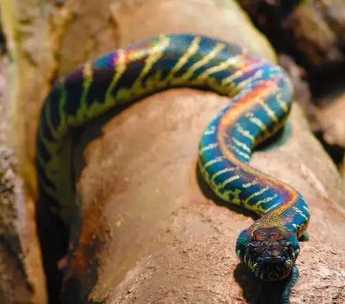 【恐蛇慎入!】发一点存的蛇蛇