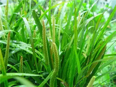 九节菖蒲和石菖蒲的区别 带你认识菖蒲