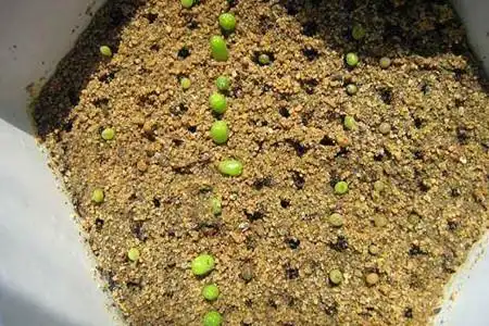 多肉植物怎么种 一,种子种植