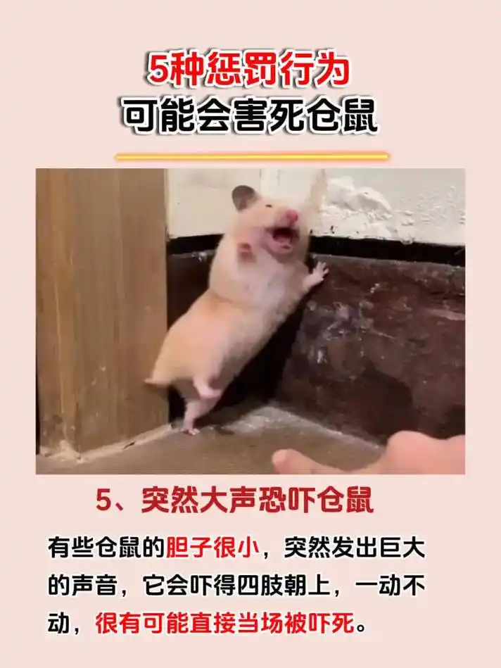 这五种惩罚仓鼠的行为,可能会害死它!仓鼠是比较笨笨的,有时候 - 抖音