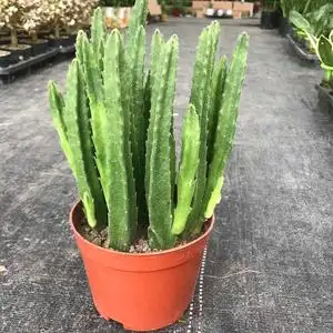 900人付款淘宝创意花姬龙角多肉植物盆栽绿植花卉龙王阁犀牛角仙人球