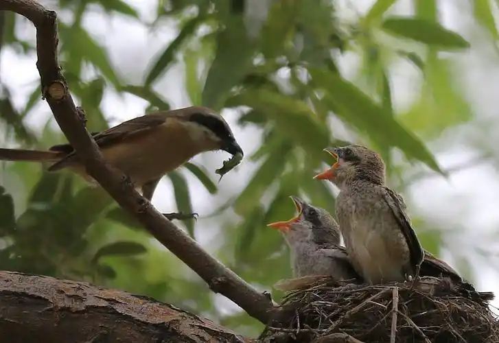 鸟妈妈来喂食了