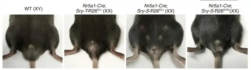 一个隐藏了30多年的关键dna片段,才是决定男性性器