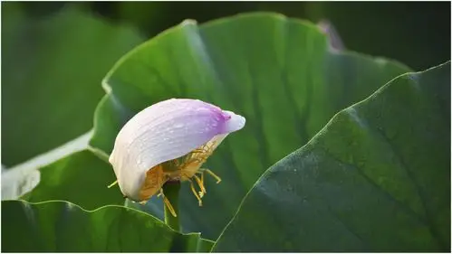 荷之韵……清晨薄薄的轻雾泛起在南湖的荷花池里,那淡雅的雾气,缭绕着