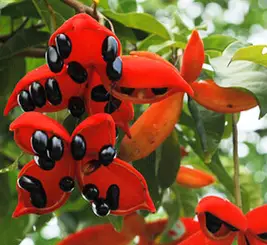 这些红色的果子别说没吃过,你可能见都没见过!_红果_味道_口感