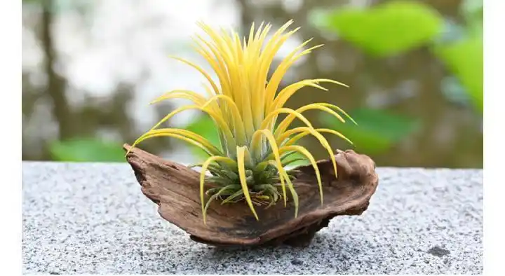 空气凤梨无土懒人植物 好养容易活室内净化空气吸甲醛桌面摆件造景 绿