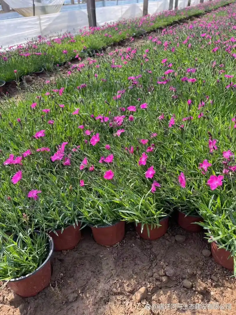 欧石竹,多年生草本植物,目前广泛用于绿化,是一种理想的花草