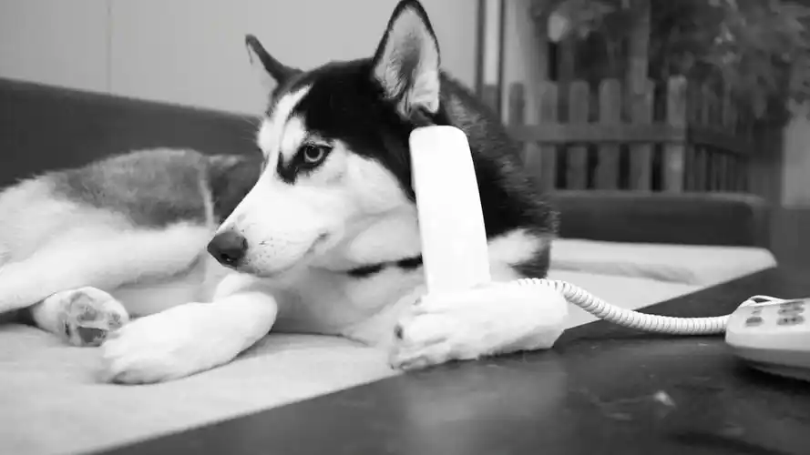 千万不能让二哈学会打电话