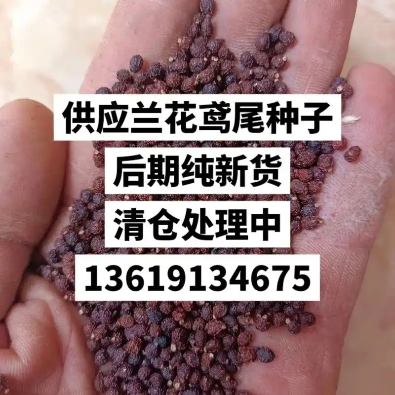 兰花鸢尾种子纯新货清仓处理中