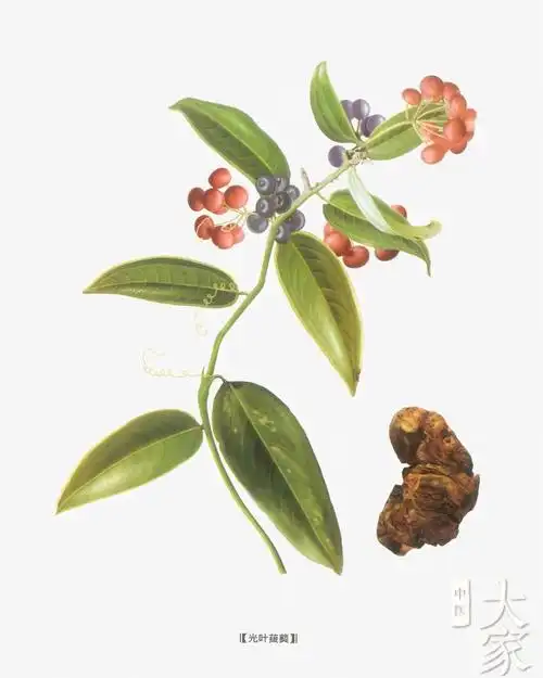 每日一味中药土茯苓【性味归经】甘,淡,平.归肝,胃经.