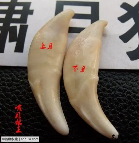 说说狼牙,狗牙的区分方法