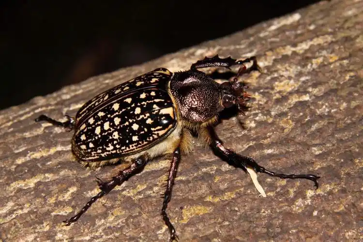 的工作人员在保护区大寨子拍摄长臂猿过程中,意外发现了一只金龟昆虫