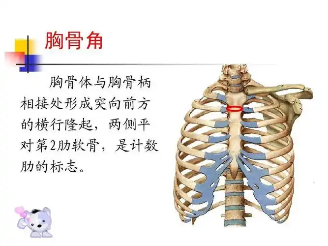 胸骨柄突出图片,胸骨柄突出图片凸起-图片大观-奇异网