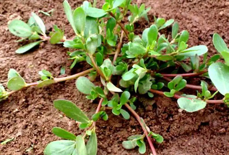 2颗路边草,治痛风有帮助