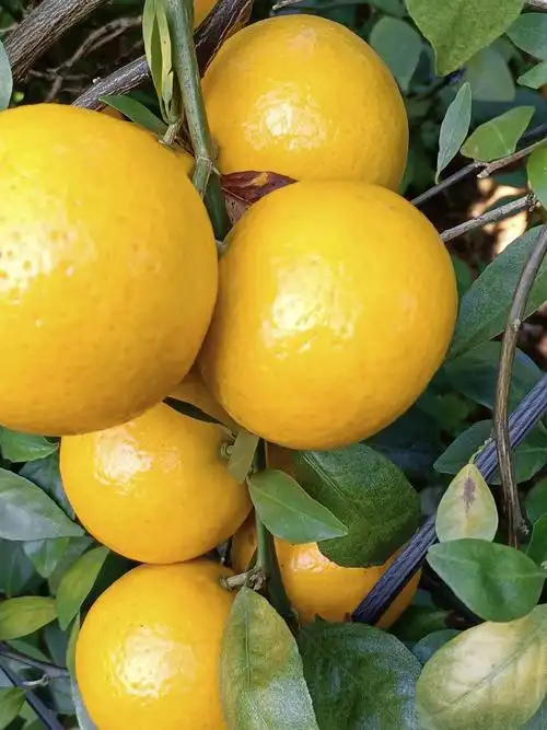 贡桔 个大,味甜,薄皮,精品皇帝贡柑