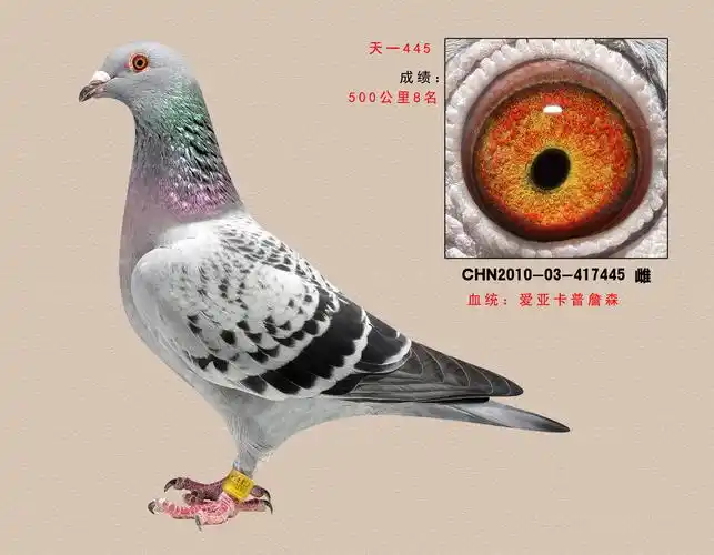 信鸽在线拍卖平台 - 中国信鸽信息网