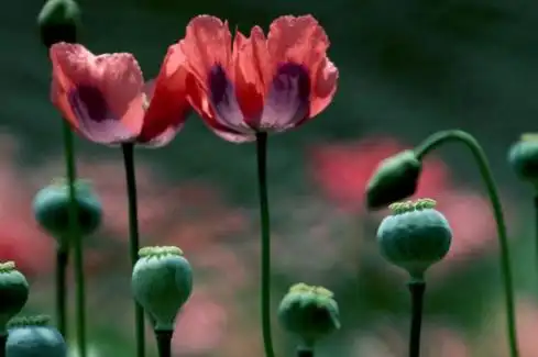 罂粟花有几种颜色有图片吗