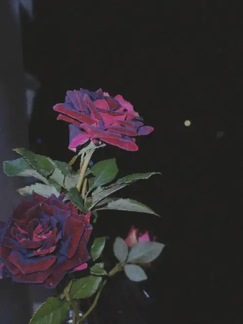 黑魔术玫瑰的花语是温柔的心,深沉而高贵的灵魂.