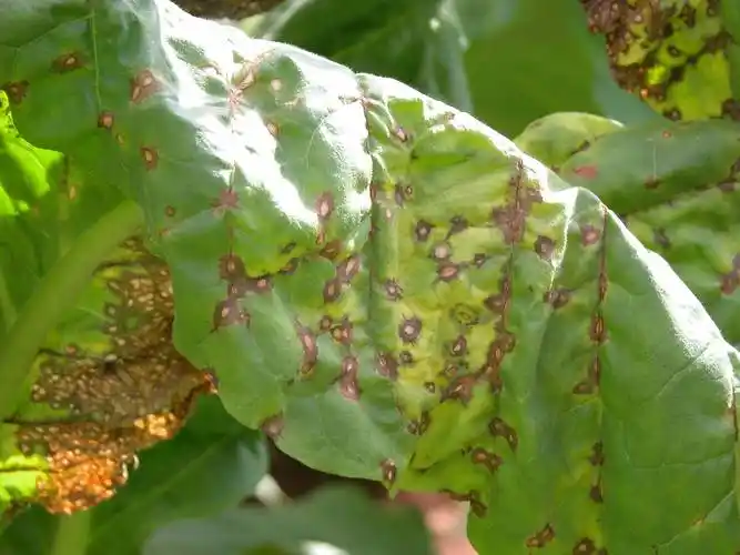 烟草生长期主要病虫害防治技术--云南省烟草专卖局