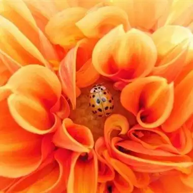 鲜艳漂亮好看的头像