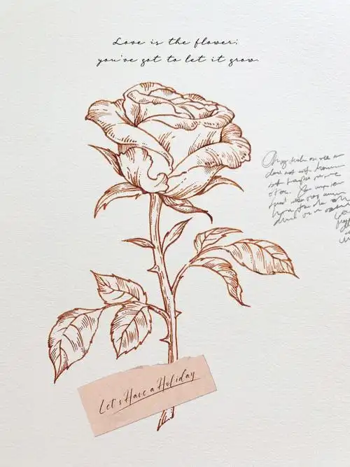 玫瑰手绘花卉线稿手绘day7