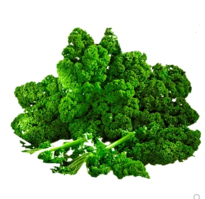 新鲜羽衣甘蓝kale沙拉菜羽衣甘蓝榨汁健身新鲜蔬菜500g