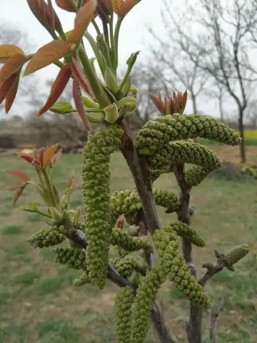 核桃树开花