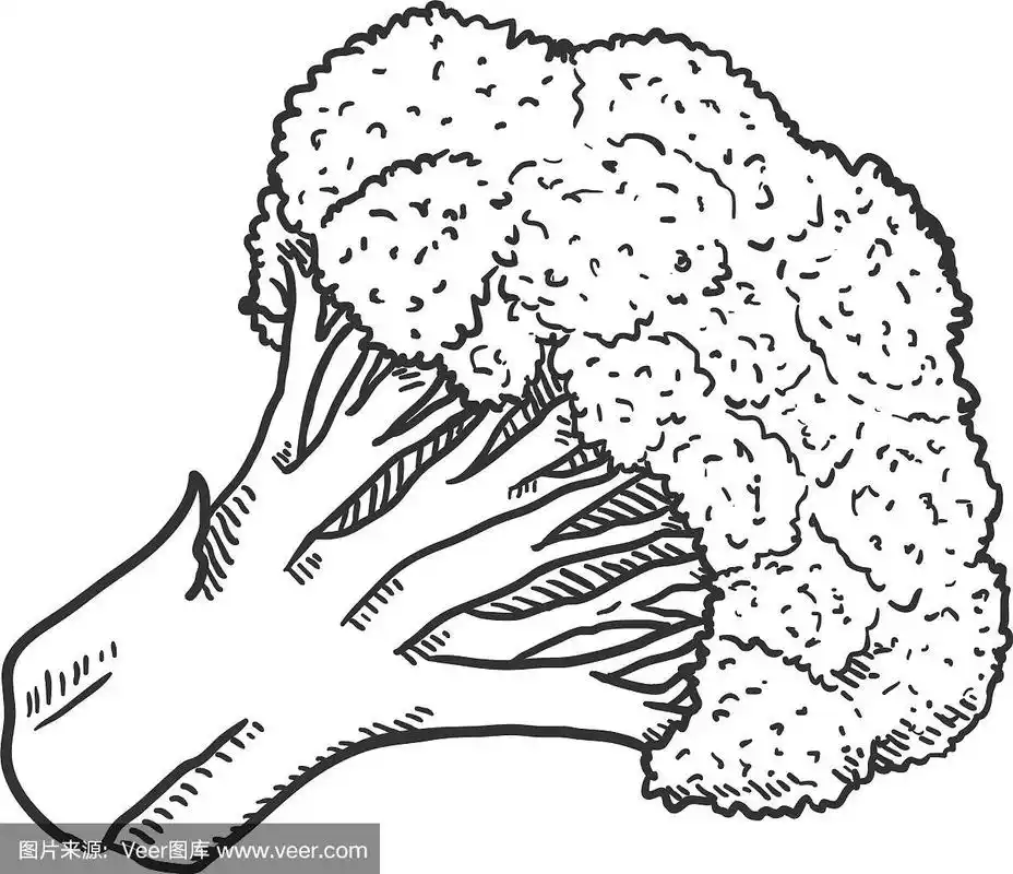 黑色的素描西兰花