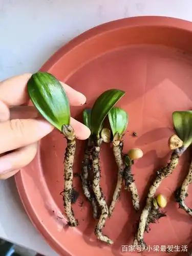 君子兰小苗怎么养?按照小梁的方法去养,生长快,不烂根!