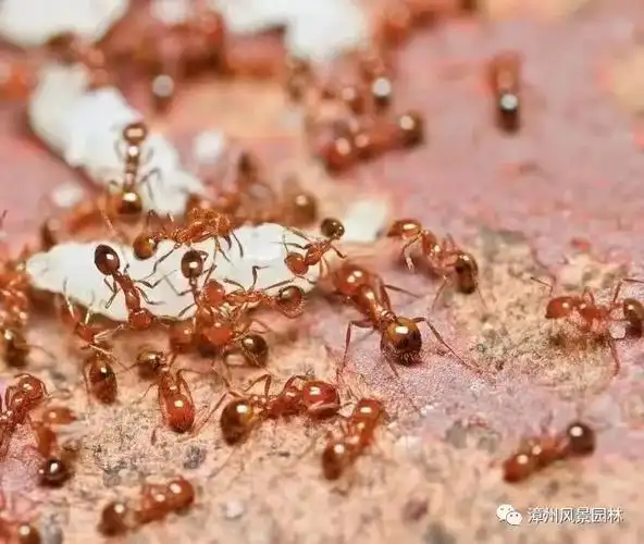 加强行业指导抢抓防控时机漳州市园林绿地红火蚁防控技能培训会顺利