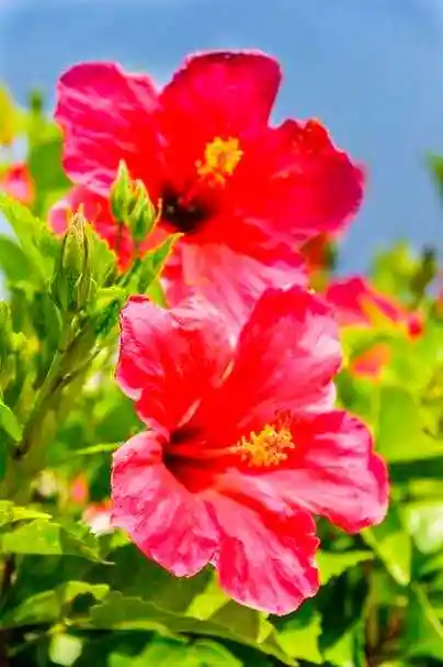 《种扶桑·其二》明·李之世浪说花王让牡丹,扶桑初日涌金盘.