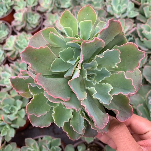 蓝狐多肉大包菜群生单头包菜系列