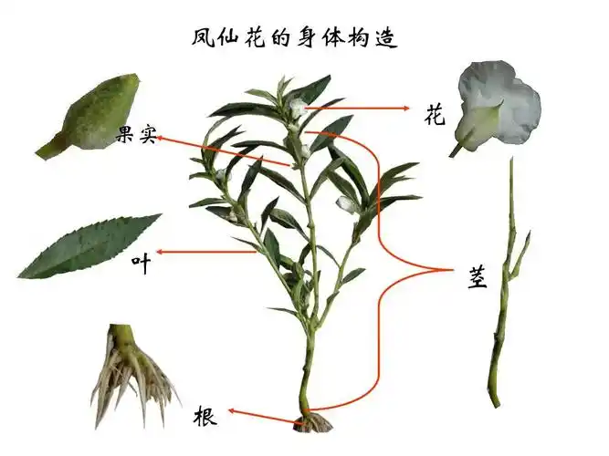 凤仙花的身体构造 果实 花 叶 茎 根
