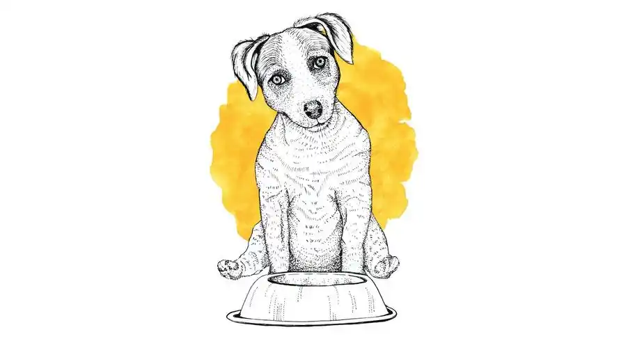 生动有趣的小动物主题壁纸